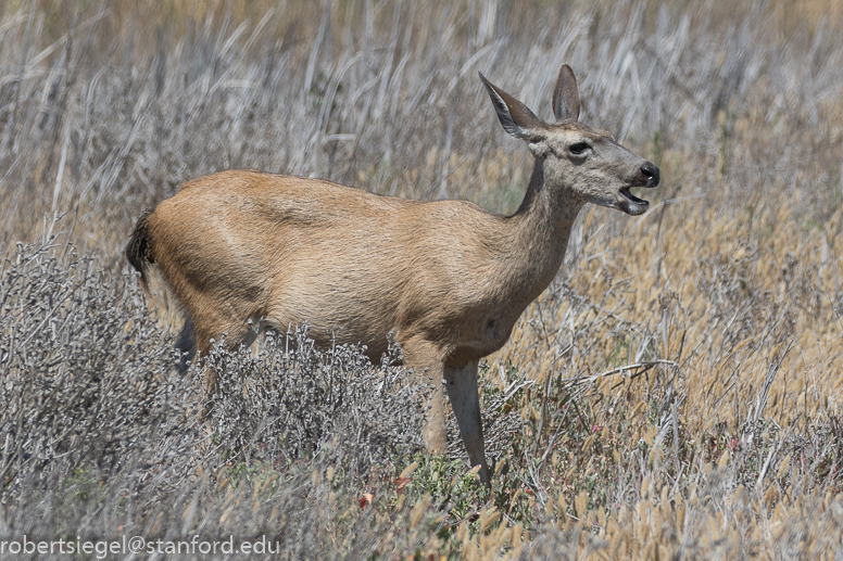 coyotehills